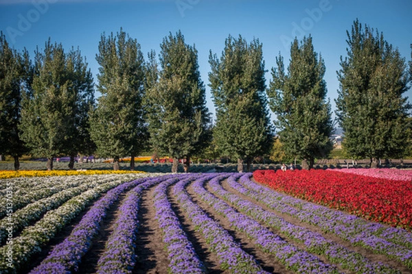 Fototapeta 일본 훗카이도