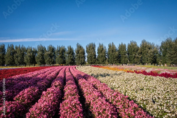 Fototapeta 일본 훗카이도