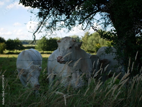 Obraz Vache dans un pré