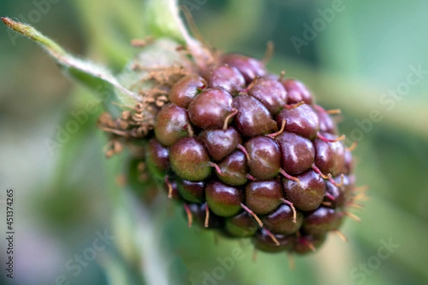 Fototapeta Blackberries ripen in the garden. A berry on a branch