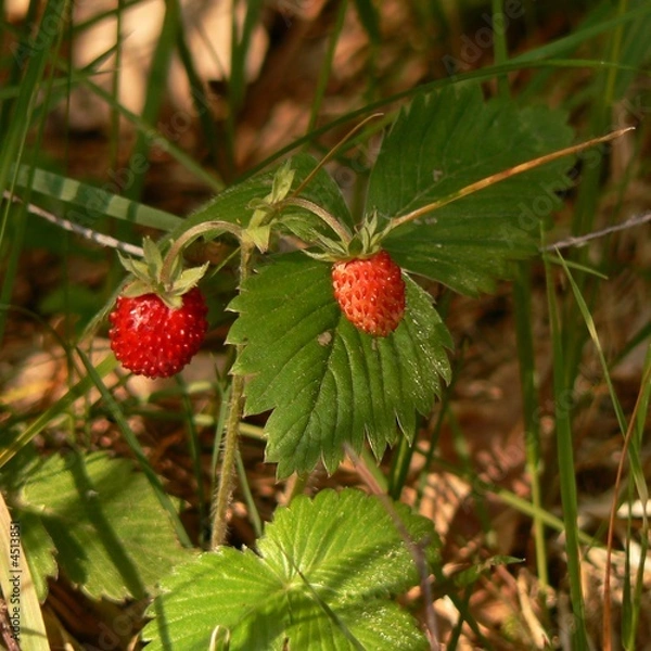 Obraz Wild strawberry