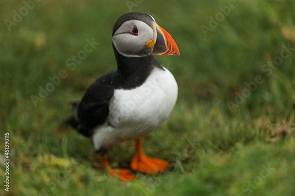 Fototapeta puffin portrait