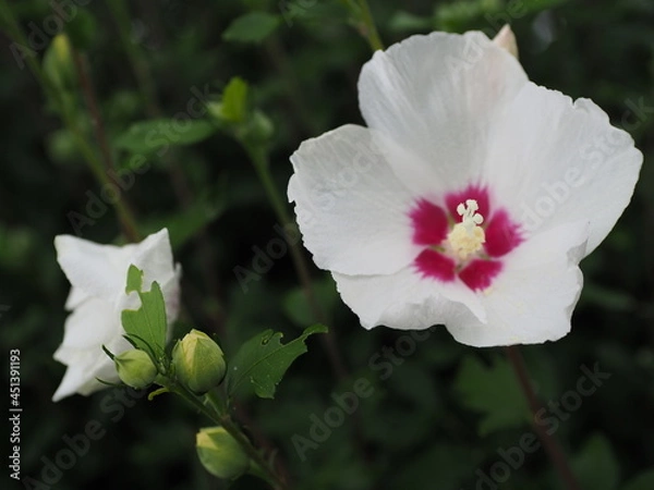 Obraz 真夏の湖畔に咲く白いムクゲ