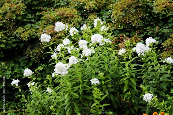 Obraz Blossoming White Floralscape