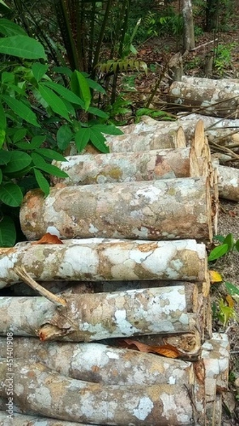 Fototapeta Rubber wood blocks piled up after being cut down
