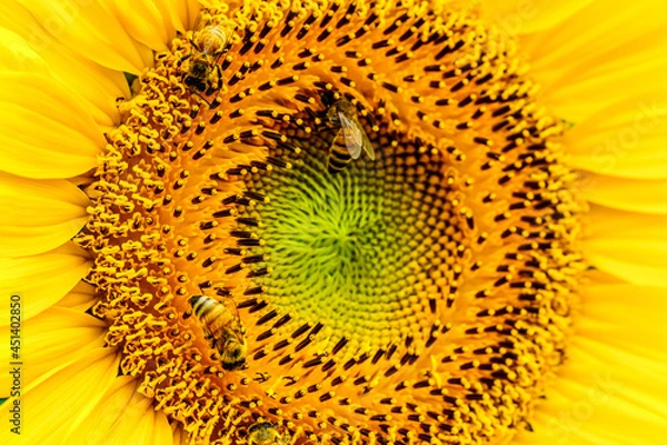 Fototapeta 【夏イメージ】ヒマワリとミツバチ