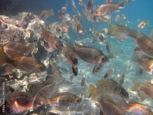 Obraz Jordan St. Peter’s fish