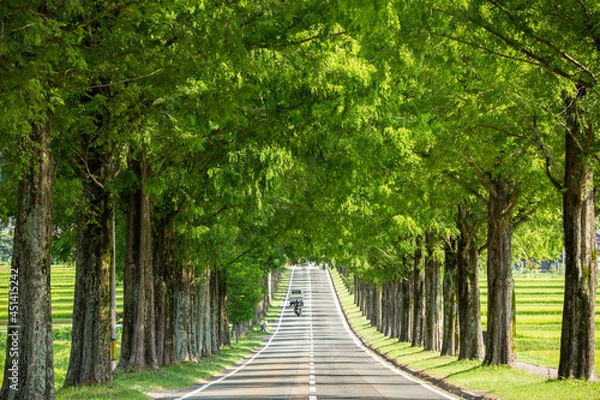 Fototapeta マキノ高原メタセコイア並木