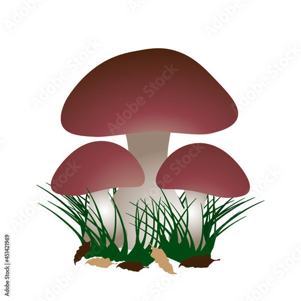 Fototapeta Vector Porcini mushrooms (boletus edulis), grass and leaves isolated on a white background.