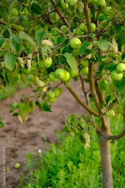 Obraz Ripe apple growing on a tree in the rural village garden .
