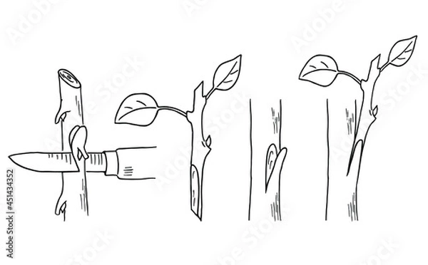 Fototapeta Budding form of grafting. Cutting bud from twig vector illustration. Vegetative propagation. Outline black and white drawing