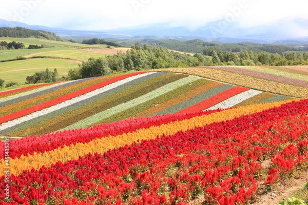 Fototapeta 北海道の風景。四季彩の丘。花の絨毯。サルビア、ケイトウ等カラフルな花が鮮やかなコントラストを描く。
