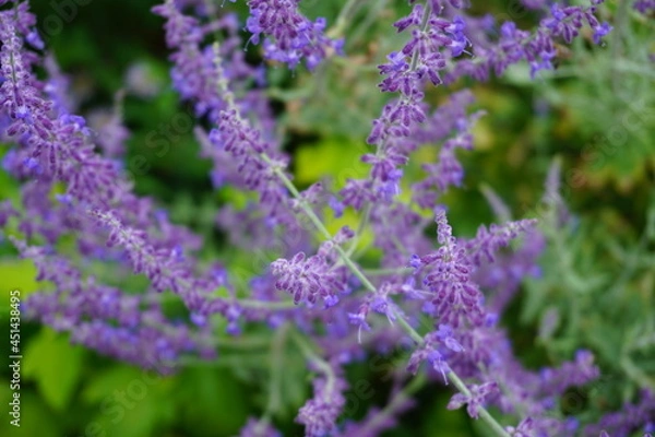 Obraz Purple flowers