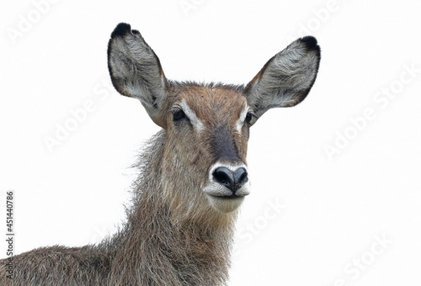 Obraz Waterbuck Profile