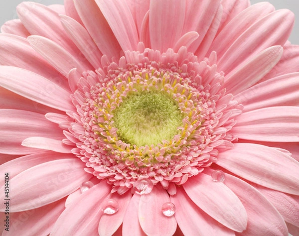 Obraz gerbera daisy's