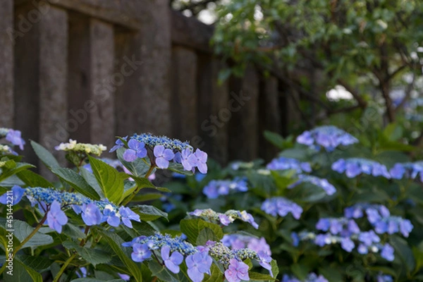 Fototapeta 晴れた日の下町の紫陽花　東京都文京区　日本