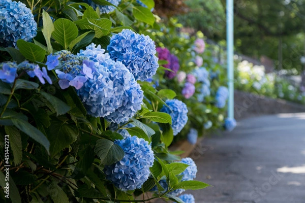 Obraz 晴れた日の下町の紫陽花　東京都文京区　日本