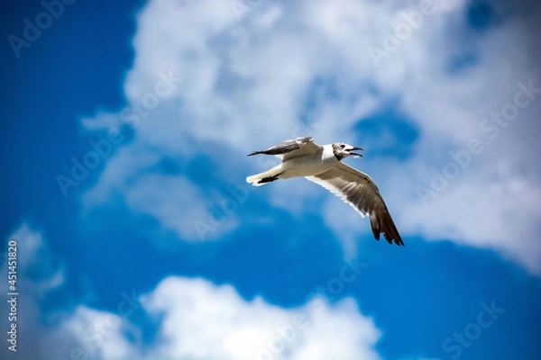 Obraz Sea Gull Flying
