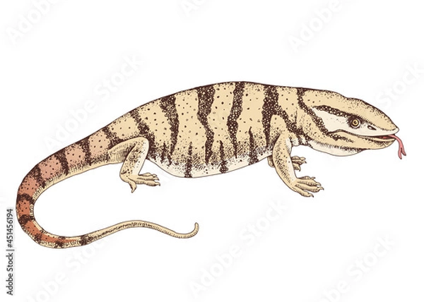 Fototapeta Hand drawn desert varanus griseus.