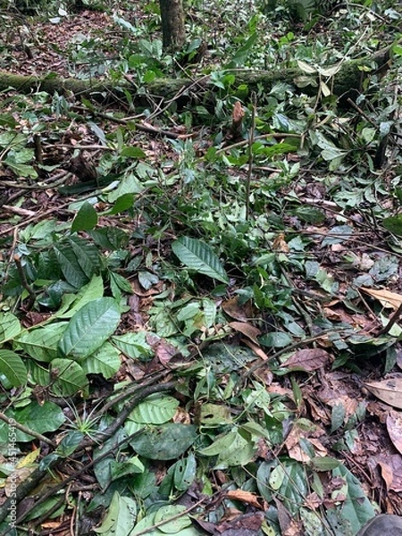 Obraz leaves on the ground