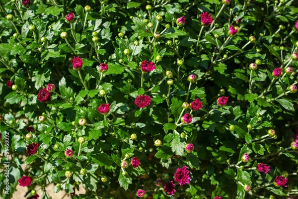 Fototapeta A close up of a flower garden
