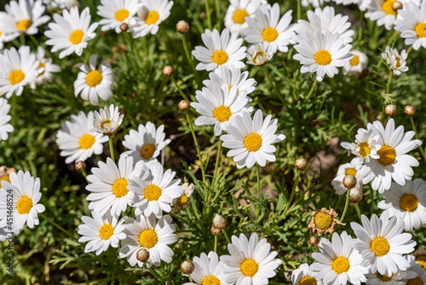 Obraz Field of medicinal chamomile good herbs for healthy tea agains virus infection. Camomile.