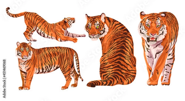 Fototapeta Set of realistic Amur tigers in different poses. The tiger stands, lies, walks, hunts. Animals of Asia. Panthera tigris. Big cats. Predatory mammals, an extinct animal