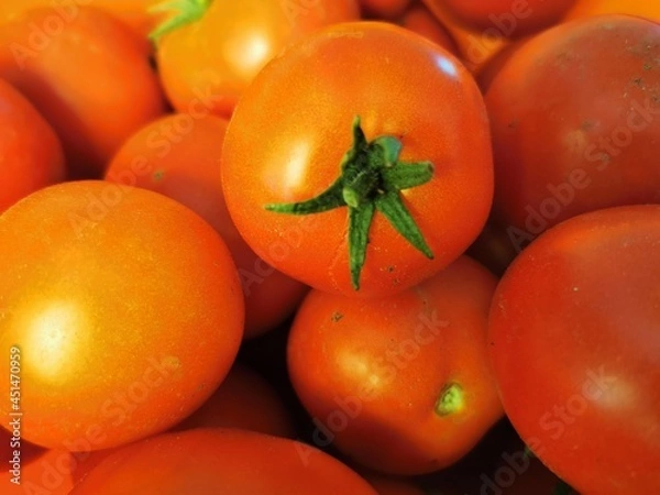 Obraz tomatoes on the vine