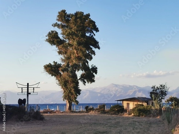 Obraz tree in the desert