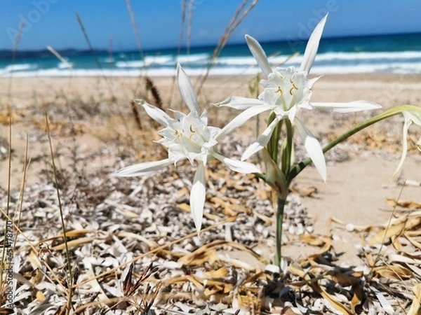 Obraz beach in the summer