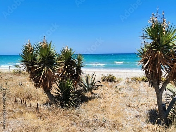 Obraz palm trees in the desert