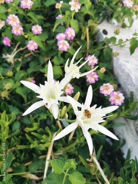 Obraz pink and white flower