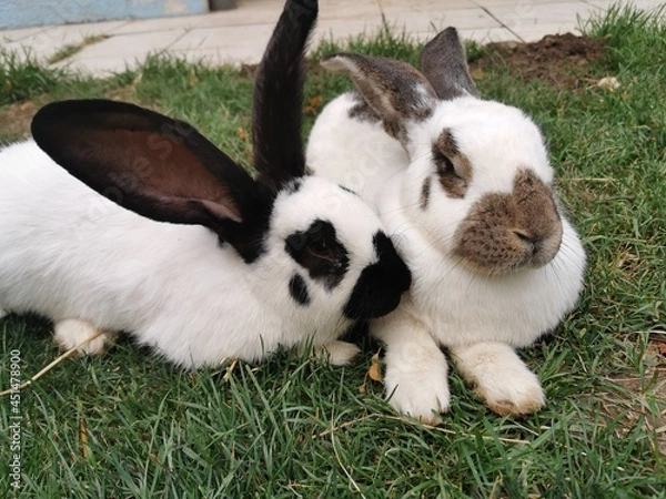 Obraz white rabbit on grass