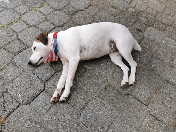 Obraz jack russell terrier