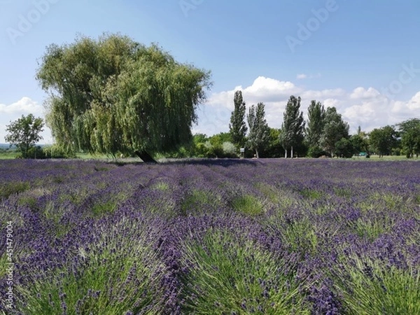 Obraz lavender field in region