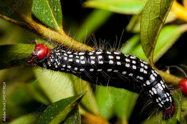 Obraz Caterpillar on a Leaf Macro