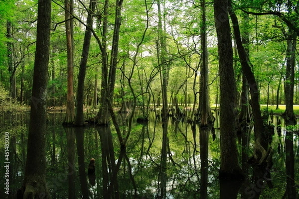 Obraz Woodlands Cypress Bottom