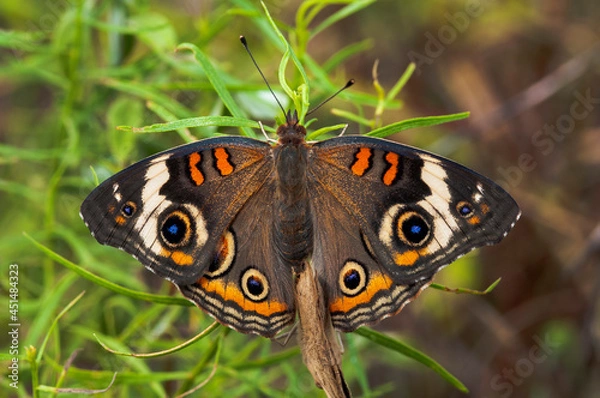 Obraz butterfly on plant