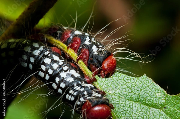 Obraz caterpillar on leaf
