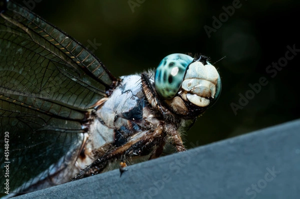 Obraz dragonfly macro