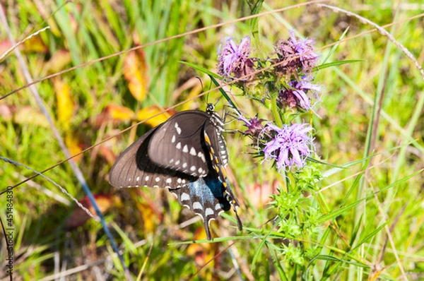 Obraz butterfly on purple flower