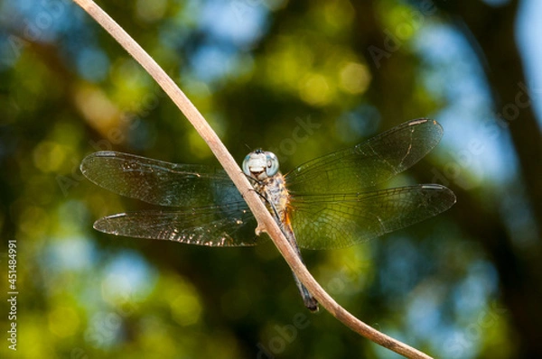 Obraz dragonfly on a branch