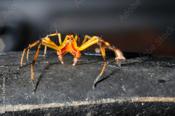 Obraz Red and Yellow Spider