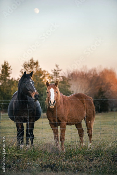 Fototapeta Portrait of two horses in a pasture with the moon in the background. Whole body shot standing behind wire fence in the country.