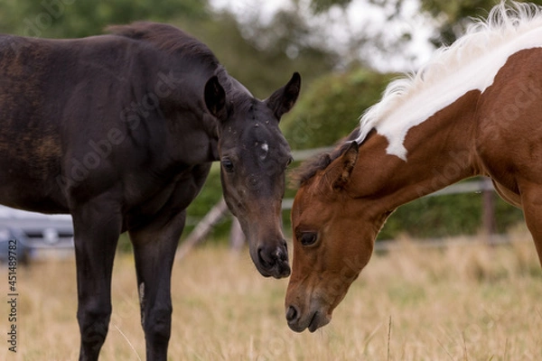 Obraz 2 Fohlen spielen