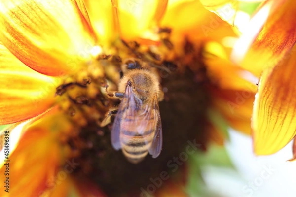 Obraz Bee Close up on a sunflower