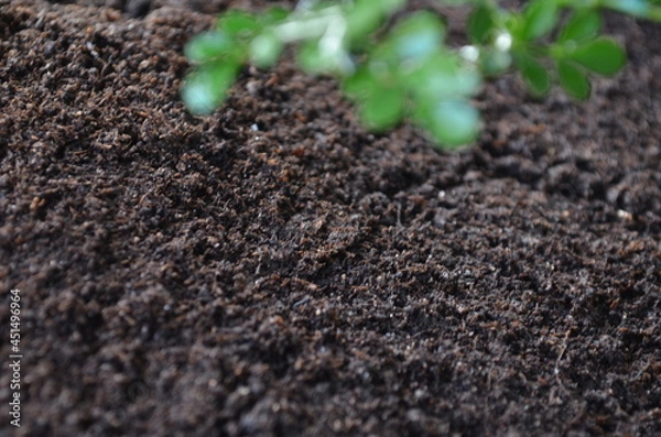 Obraz Black soil and green plant background. Space foe text