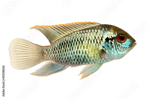 Fototapeta Cichlid fish ELECTRIC BLUE ACARA Aquarium Fish Aequidens pulcher