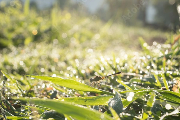 Fototapeta grass with dew drops
