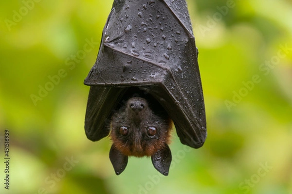 Obraz bat on a branch